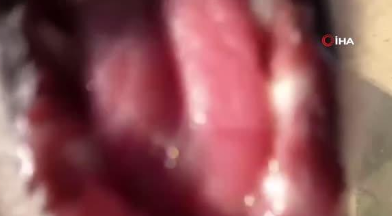 Tilki yanardağı görüntüleyen kamerayı çaldı! O anlar ise kameraya yansıdı